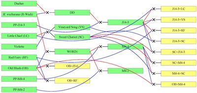 Genetic dissection of stem and leaf rachis prickles in diploid rose using a pedigree-based QTL analysis